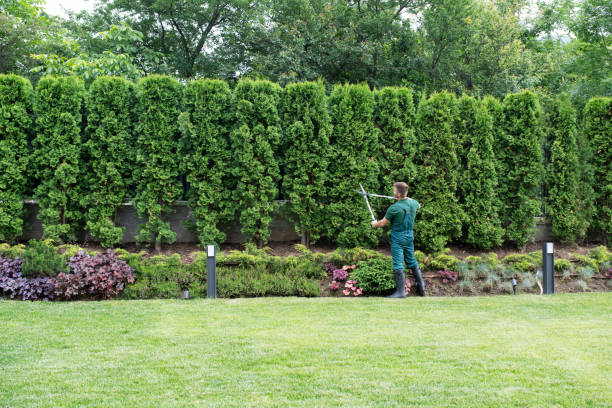 Best Lawn Grading and Leveling  in Mascot, TN