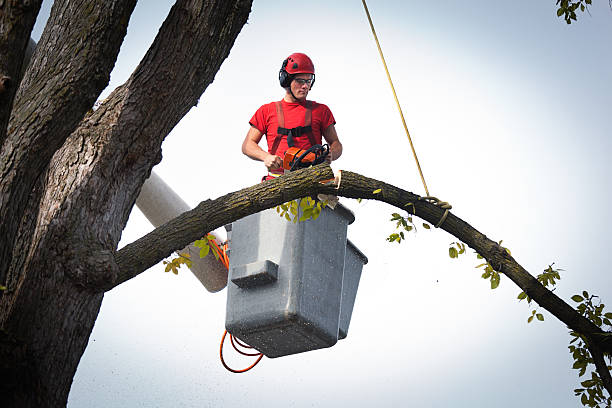 Best Tree Removal  in Mascot, TN