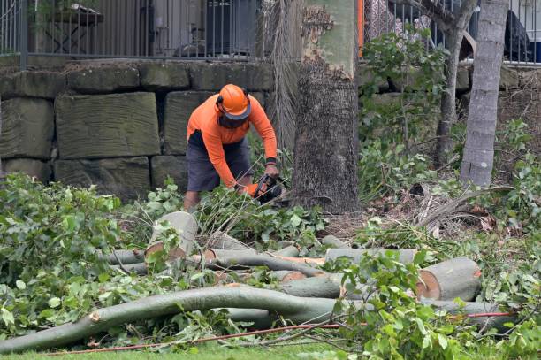 Best Emergency Tree Removal  in Mascot, TN