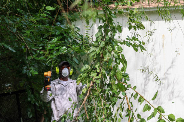 Best Tree Maintenance Programs  in Mascot, TN