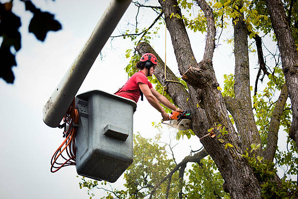 Trusted Mascot, TN Tree Removal Experts
