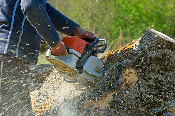 Best Tree and Shrub Care  in Mascot, TN